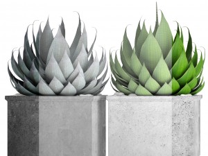 agave collection 3D Model