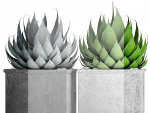 agave collection 3D Model