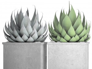 agave collection 3D Model