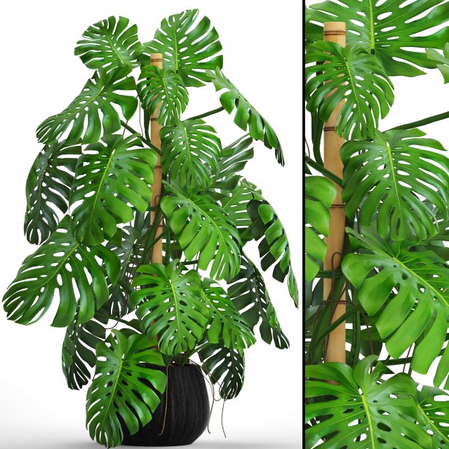 monstera 3D-Modell .c4d .max .obj .3ds .fbx .stl .blend 