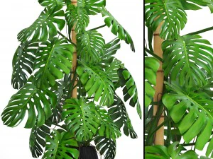 monstera 3D Model