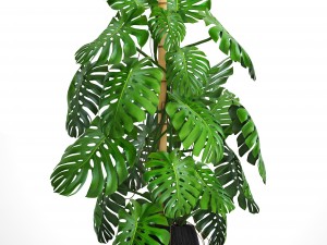 monstera 3D-Modell
