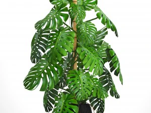 monstera 3D Model