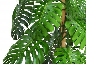 monstera 3D-Modell