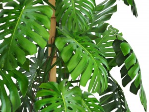 monstera 3D-Modell