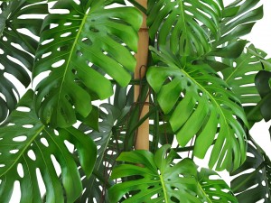monstera 3D-Modell