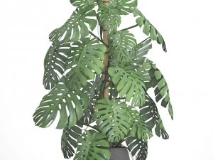 monstera 3D Model