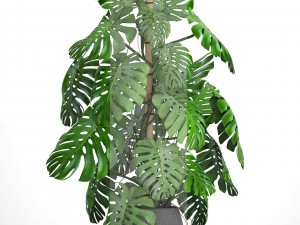 monstera 3D-Modell
