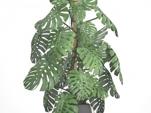 monstera 3D-Modell