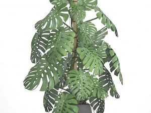monstera 3D Model