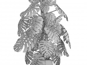 monstera 3D-Modell