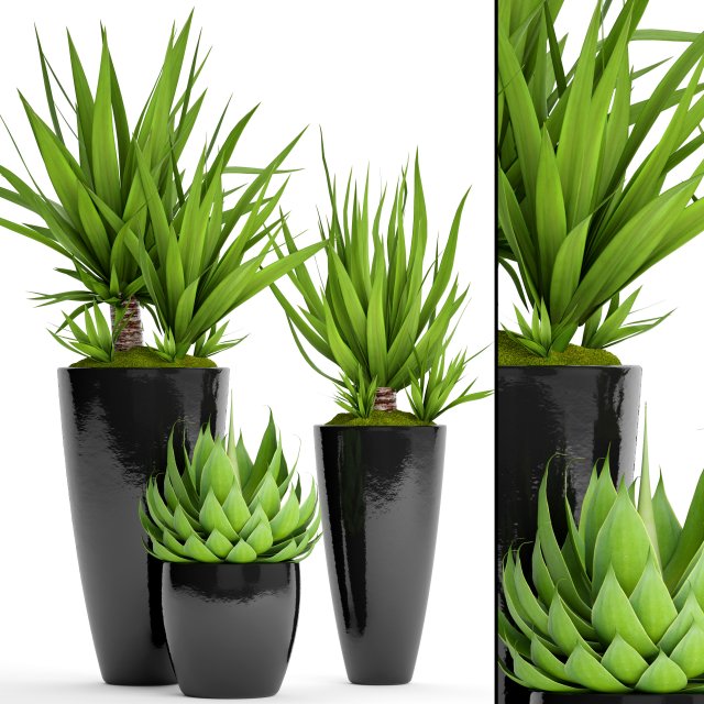 potted plants yucca and agava 3D Model .c4d .max .obj .3ds .fbx .stl .blend 