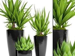 potted plants yucca and agava 3D Model