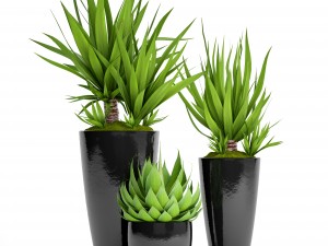 potted plants yucca and agava 3D Model