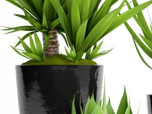 potted plants yucca and agava 3D Model