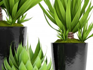 potted plants yucca and agava 3D Model