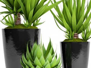 potted plants yucca and agava 3D Model