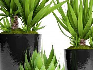 potted plants yucca and agava 3D Model