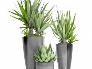 potted plants yucca and agava 3D Model
