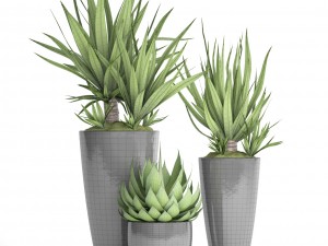 potted plants yucca and agava 3D Model