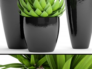 potted plants yucca and agava 3D Model