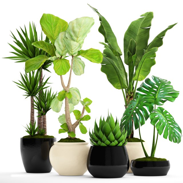 collection plants 3D Model .c4d .max .obj .3ds .fbx .stl .blend 