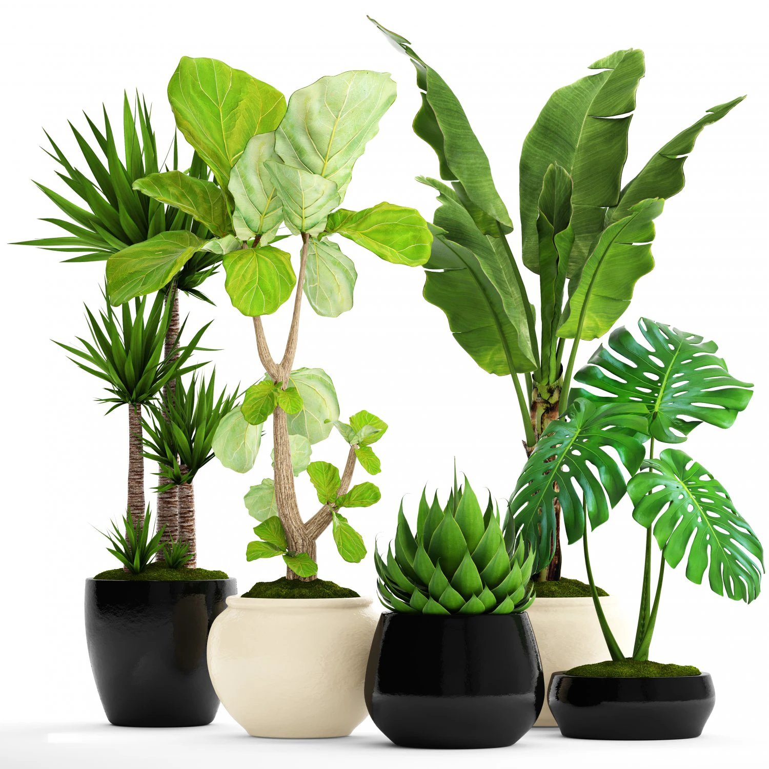 collection plants 3D Model .c4d .max .obj .3ds .fbx .stl .blend 