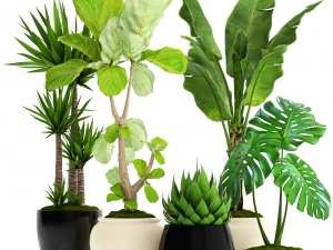 piante di raccolta Modello 3D