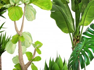 collection plants 3D Model