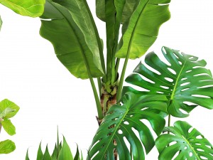 collection plants 3D Model