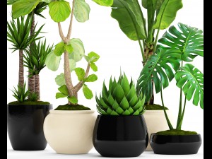 collection plants 3D Model