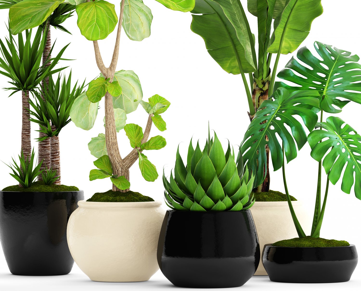 Plantas que se pueden cultivar en agua