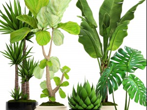 collection plants 3D Model