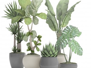 collection plants 3D Model