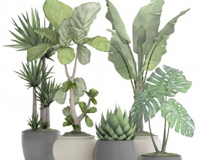 collection plants 3D Model