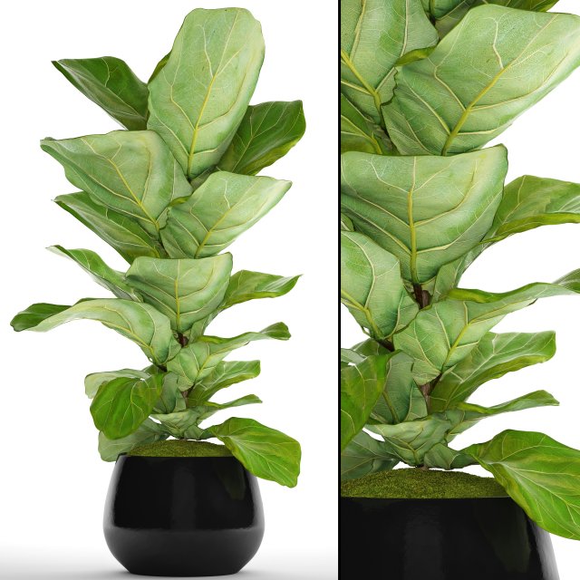 ficus lyrata trees Model 3D .c4d .max .obj .3ds .fbx .stl .blend 
