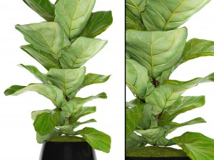 फ़िकस लिराटा के पेड़ 3D मॉडल