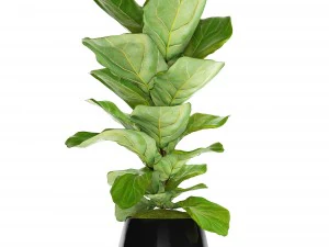ficus lyrata trees 3D Model