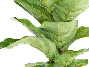ficus lyrata trees Model 3D