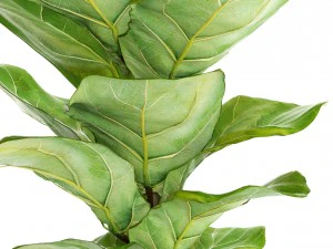 ficus lyrata trees 3D Model