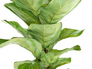 ficus lyrata trees 3D Model