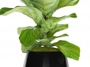 ficus lyrata trees Model 3D