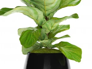 ficus lyrata trees 3D Model