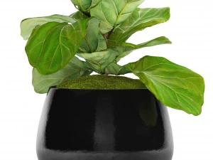 ficus lyrata trees 3D Model