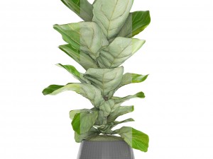 ficus lyrata trees Model 3D