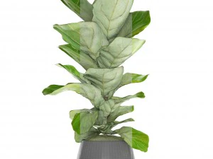 ficus lyrata trees 3D Model
