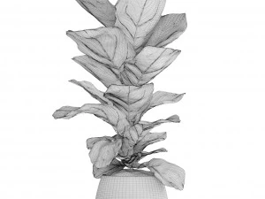 ficus lyrata trees 3D Model