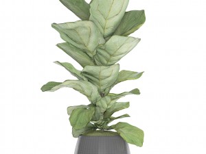 ficus lyrata trees Model 3D