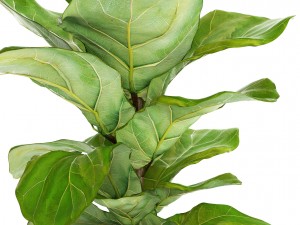 ficus lyrata trees Model 3D