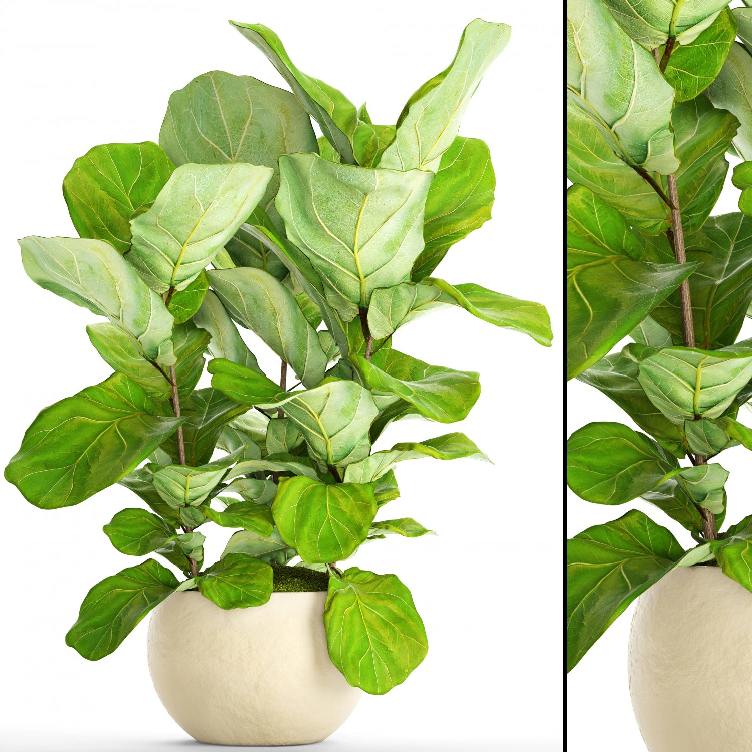 ficus lyrata trees 3D Model .c4d .max .obj .3ds .fbx .stl .blend